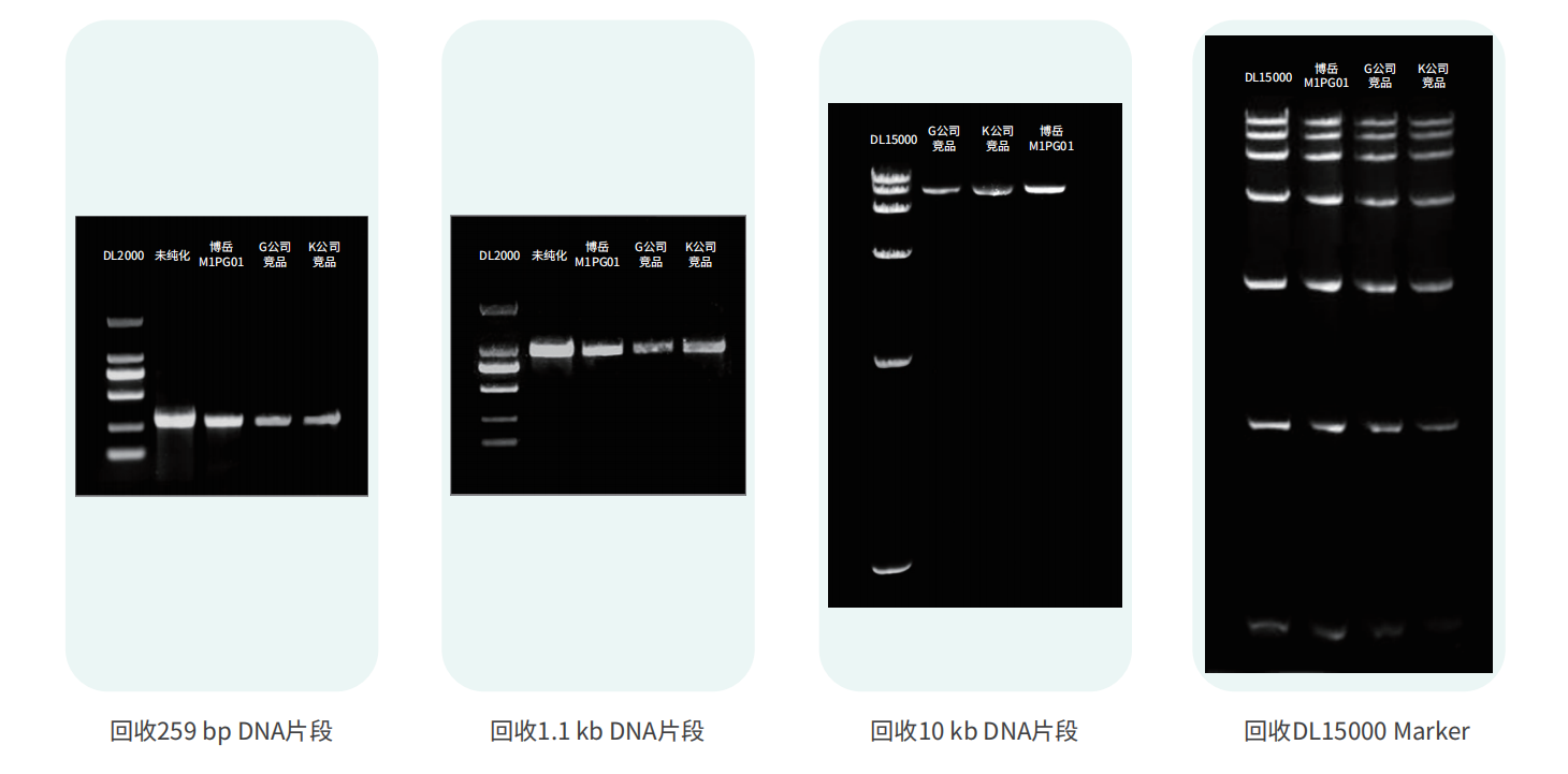 20230720 博岳生物分子产品手册(1)(1)_15.png